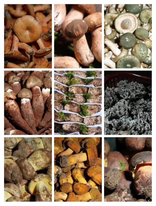 云南贡山黑松露一物一拍链接