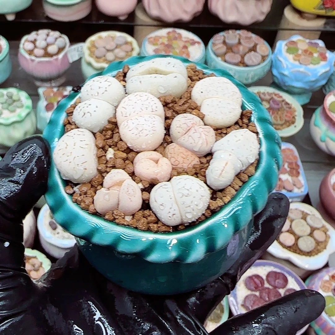 生石花满18包邮1211-60