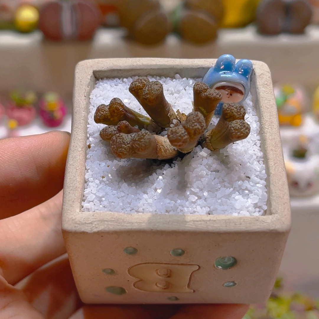 196蝴蝶勋章7头带盆带土手工盆