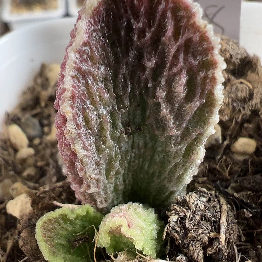 实生新品多肉水泡植物