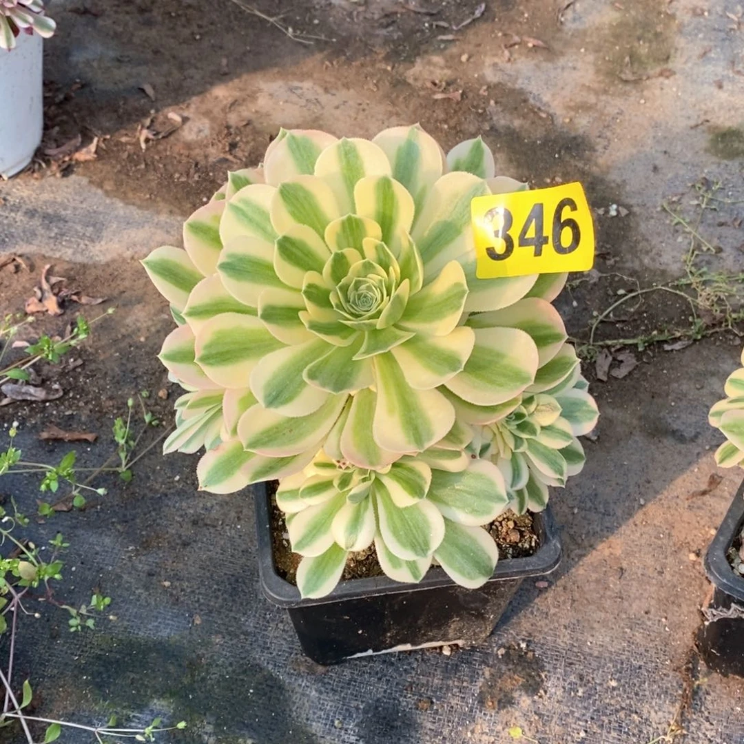 迈巴赫多肉法师346