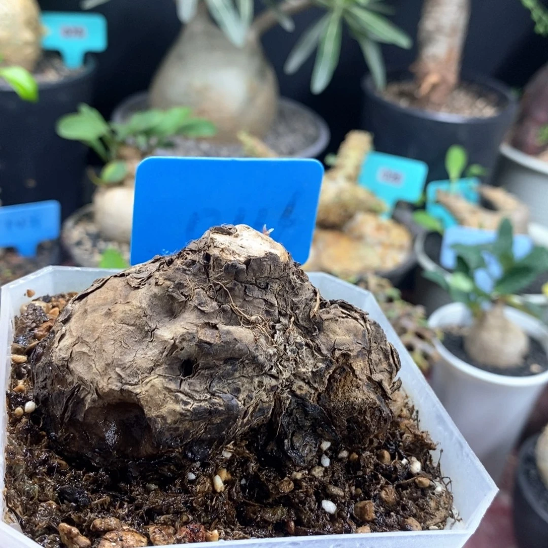 一叶龟多肉植物一个