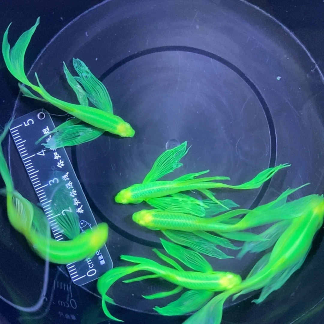 斑马鱼蝶翼斑马4.5-5厘米6条