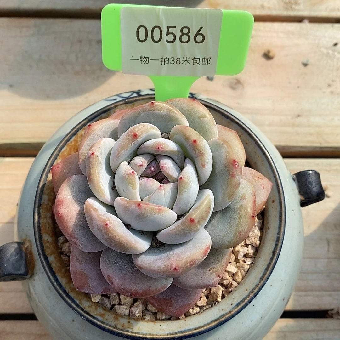 00586，哦木架从蜗牛