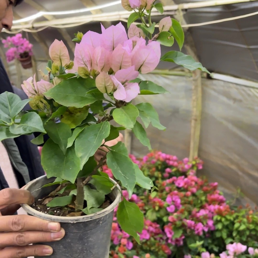 全部花苞（国际粉）三角梅会掉花掉叶有大有小