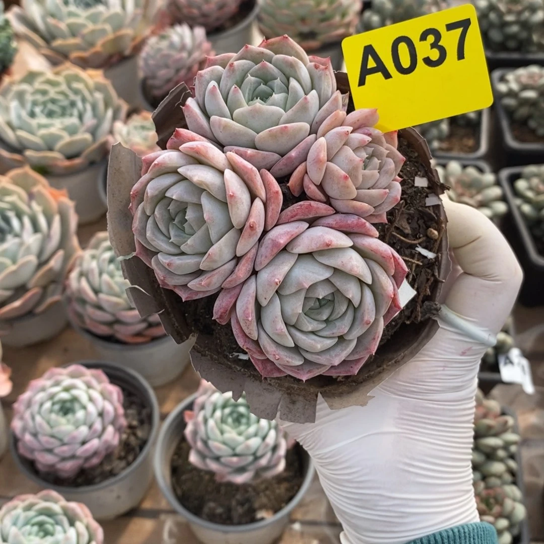 037冰橙老桩一物一拍