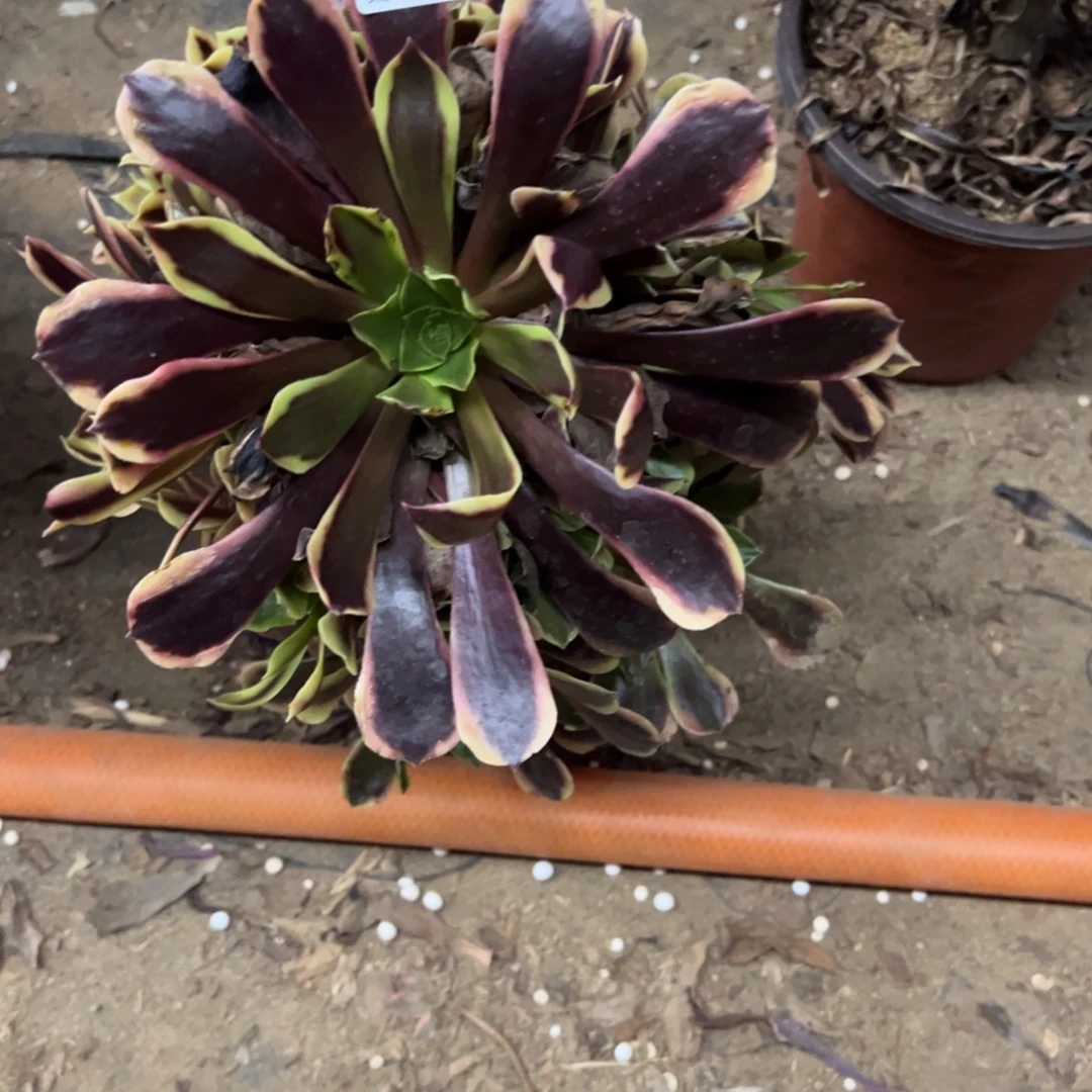 727欧佳丽多肉植物法师