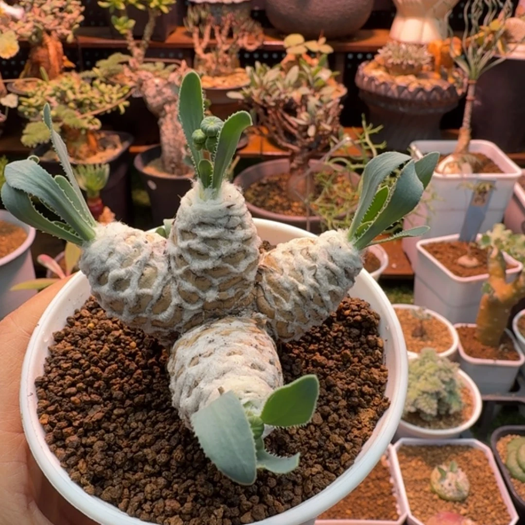 刨花厚墩菊478 仙人掌