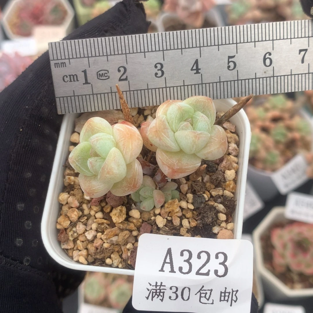 小树冰玉双头带崽冠服4