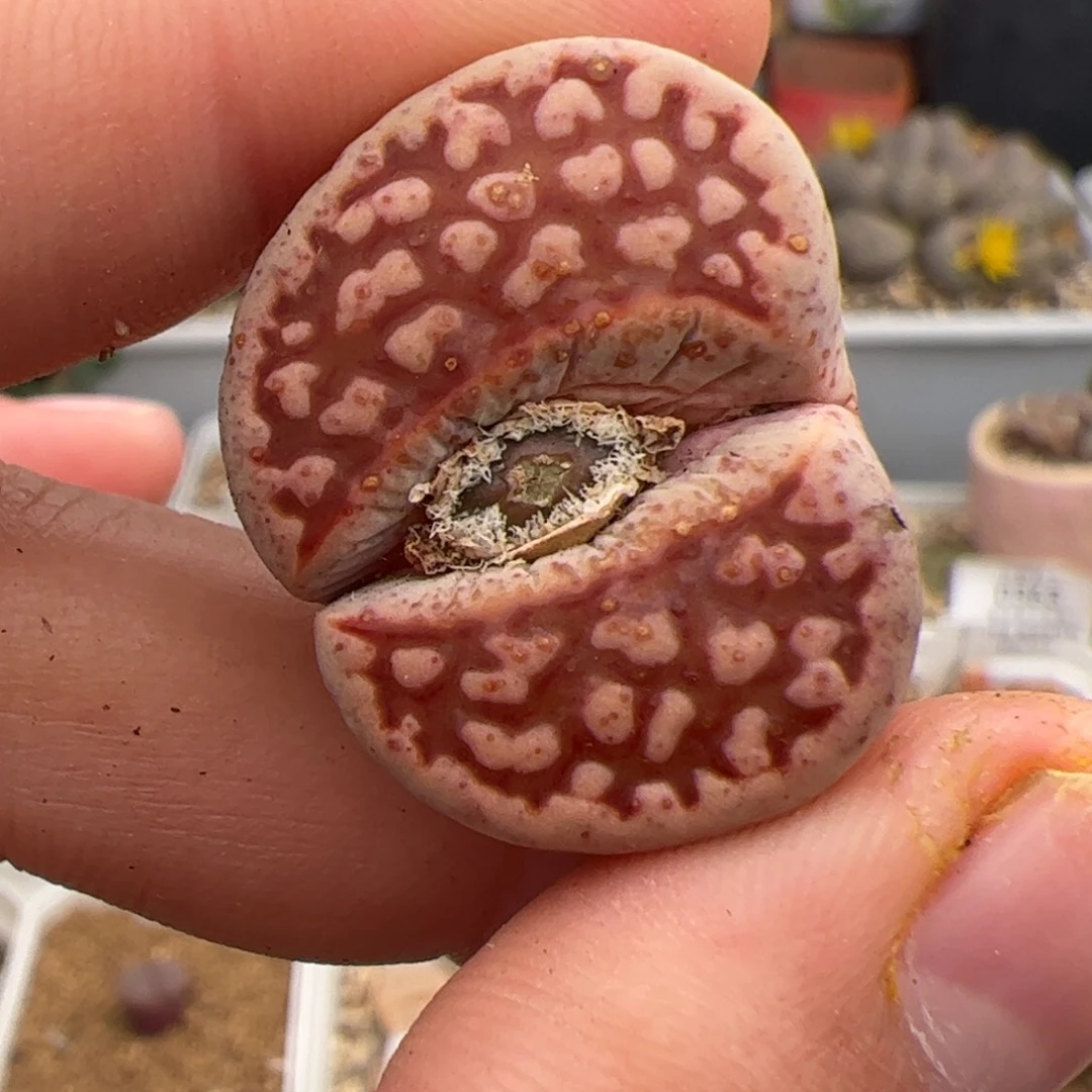 0365号红网纹寿丽 多肉植物