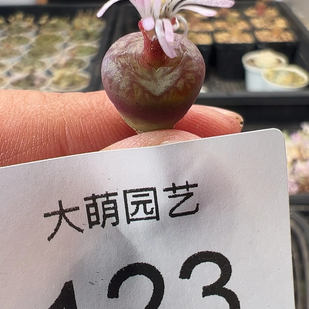 一物一拍。     123