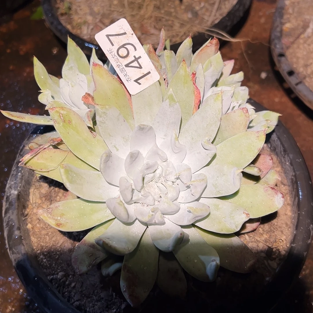 雨*赛琳娜仙女杯多肉。