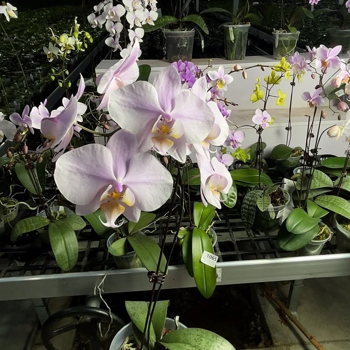 以实际为准编号921桑德交西