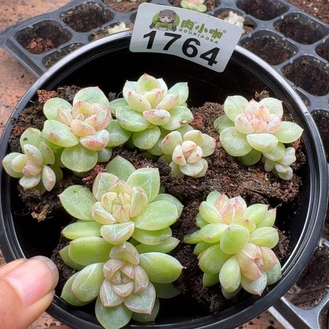 多肉植物多肉植物