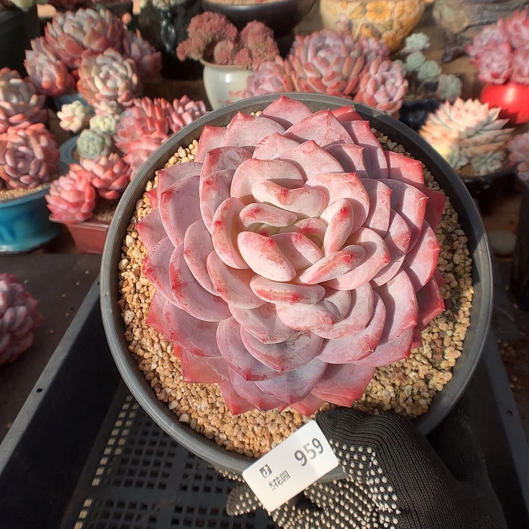 959蒙克多肉植物6666