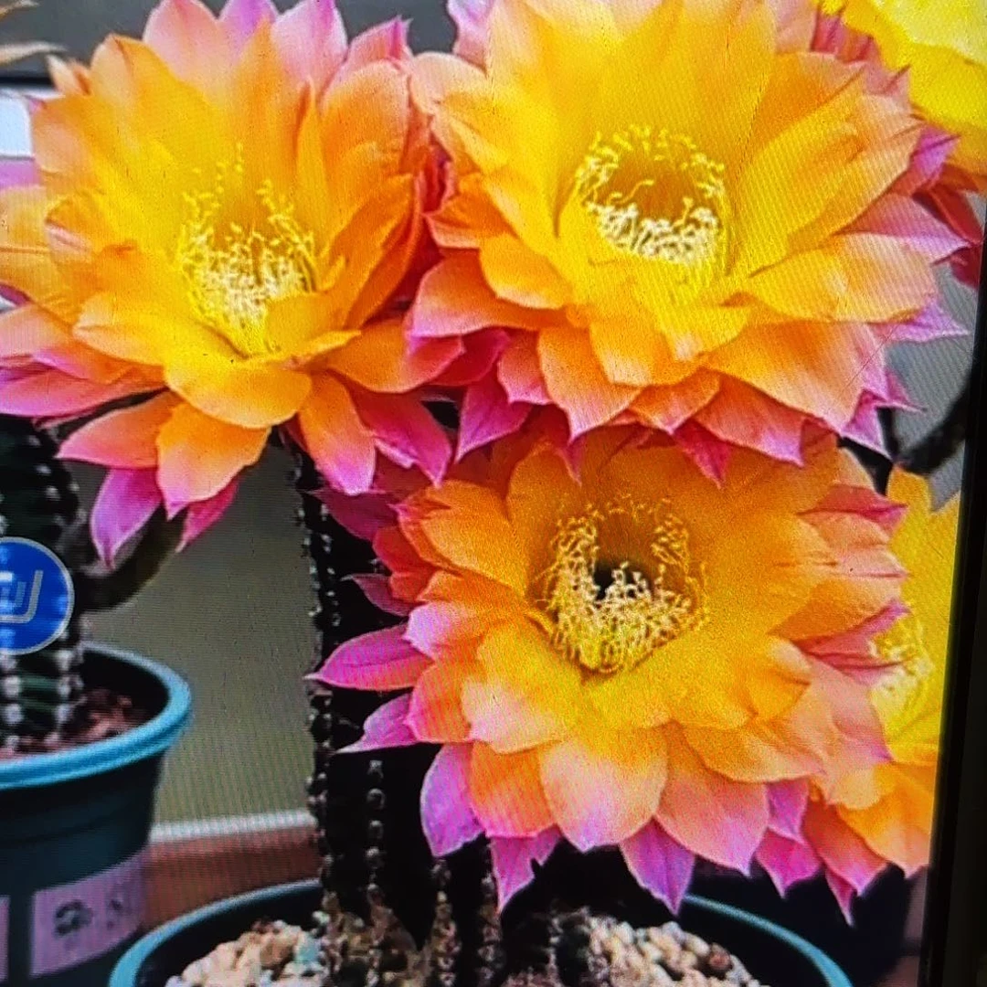 激流彩侧牙20包邮仙人球？1