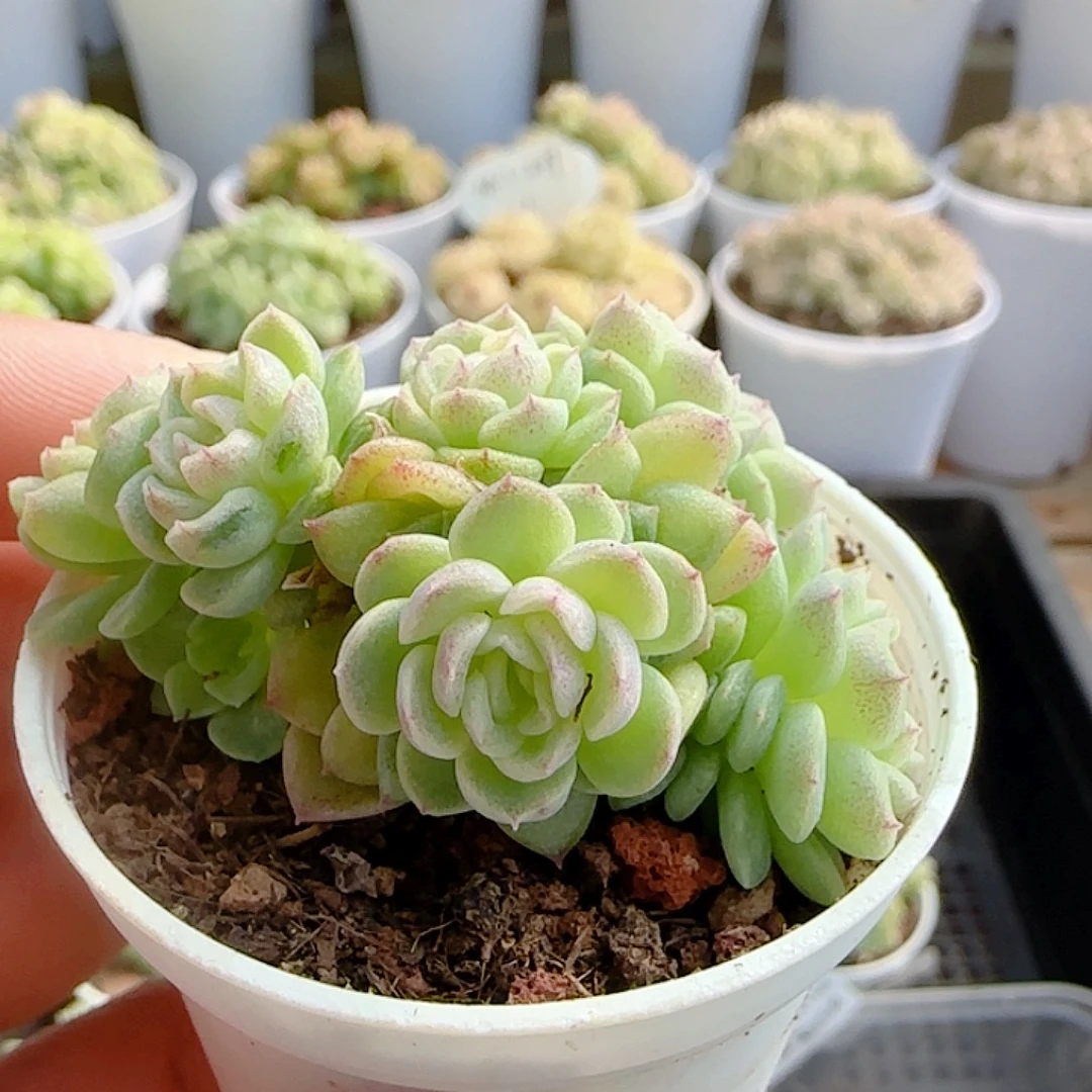 1114-102（优选麦秆）瑕疵