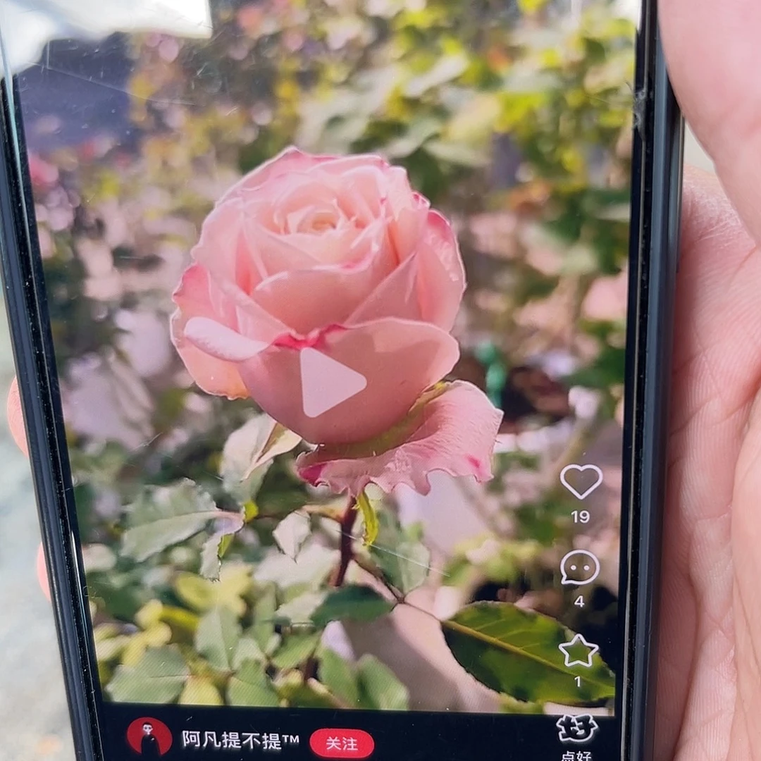 无花朵———-克里斯塔 福利款