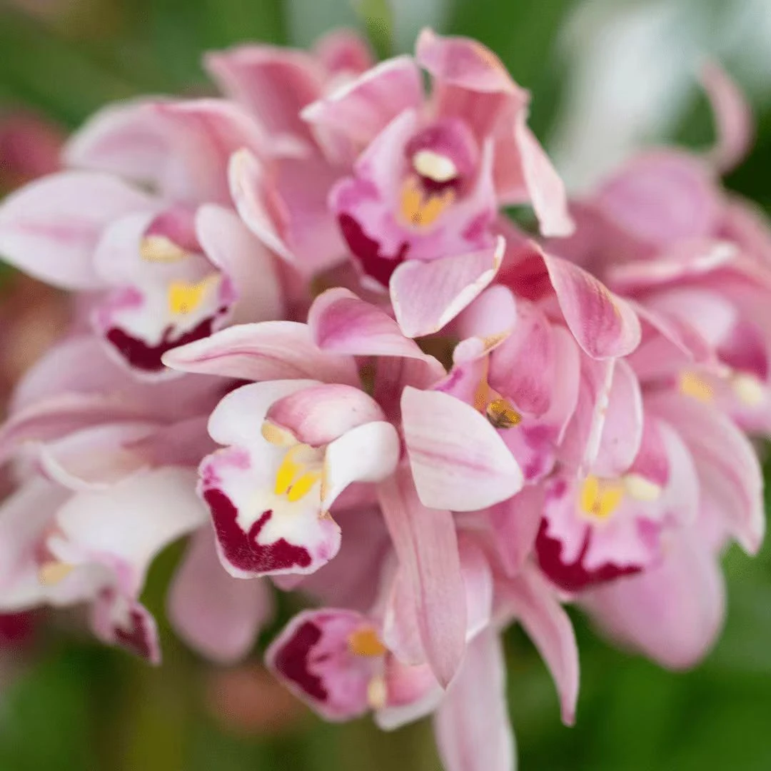 【浪漫樱花】3-5支花 开花烂漫粉红色花清香好养室内桌面高端花卉