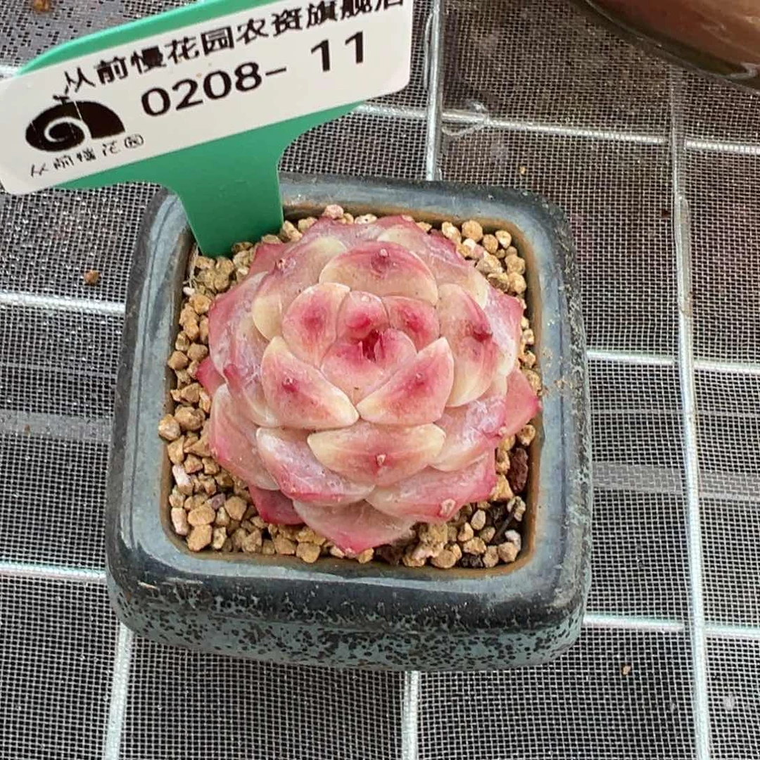 从前慢多肉精选编号0208.11