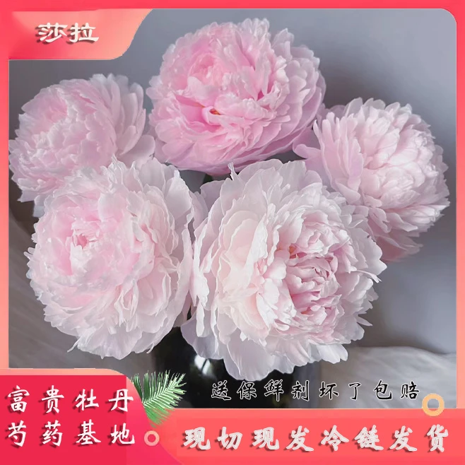 芍药鲜花重瓣牡丹花进口鲜花沙拉山东鲜切花卉国色芳华同款