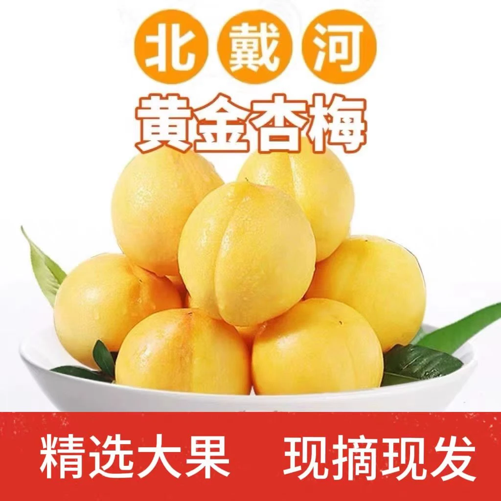 北戴河特产大杏梅山坡自种应季现摘秦皇岛非黄桃整箱5斤装顺丰邮