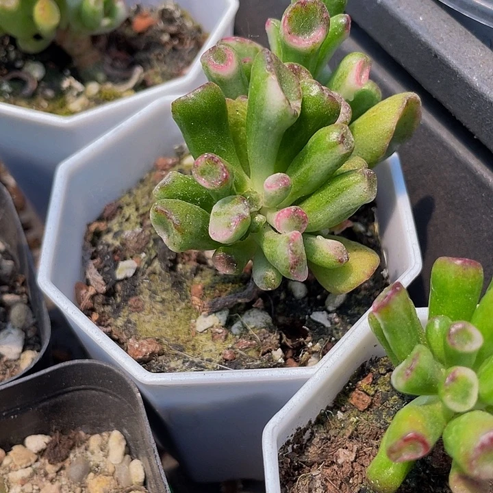 八角盆西财树锦带盆土