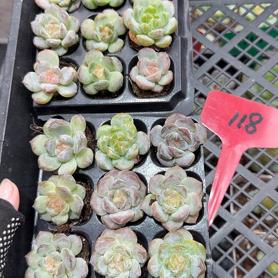 118哈哈哈哈哈哈哈哈哈