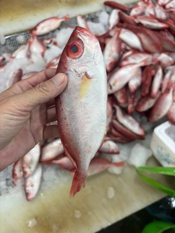 神泉港红木良5斤，帮去肚！