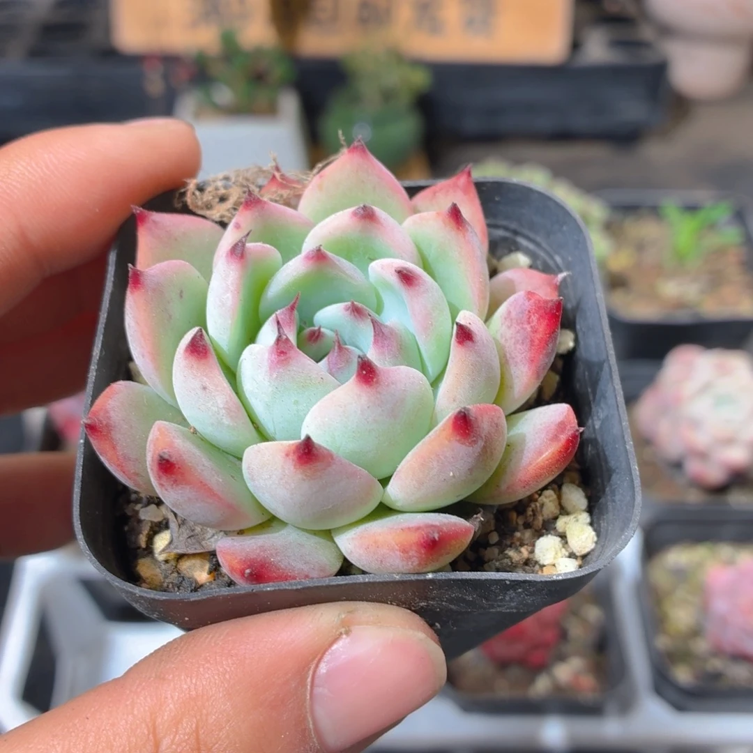 吉娃娃多肉9.9包邮发货