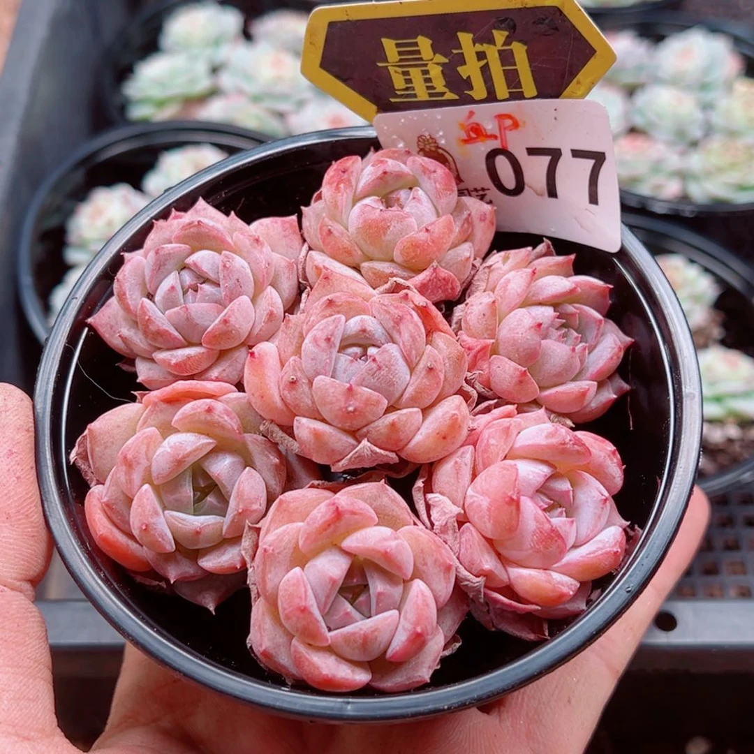 多肉植物多肉植物