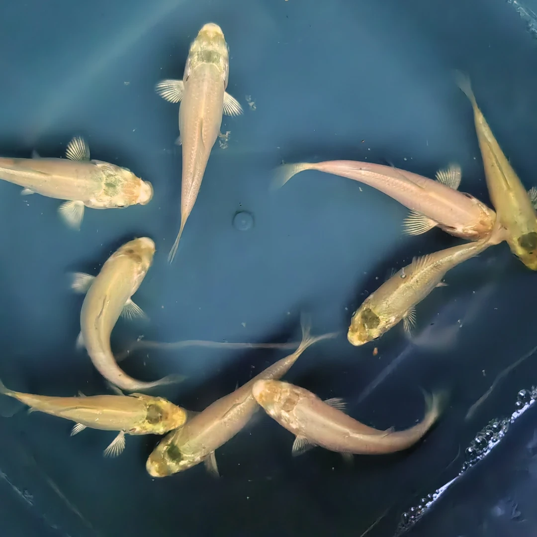 普身白蝴蝶苗7一8公分，5条一组。