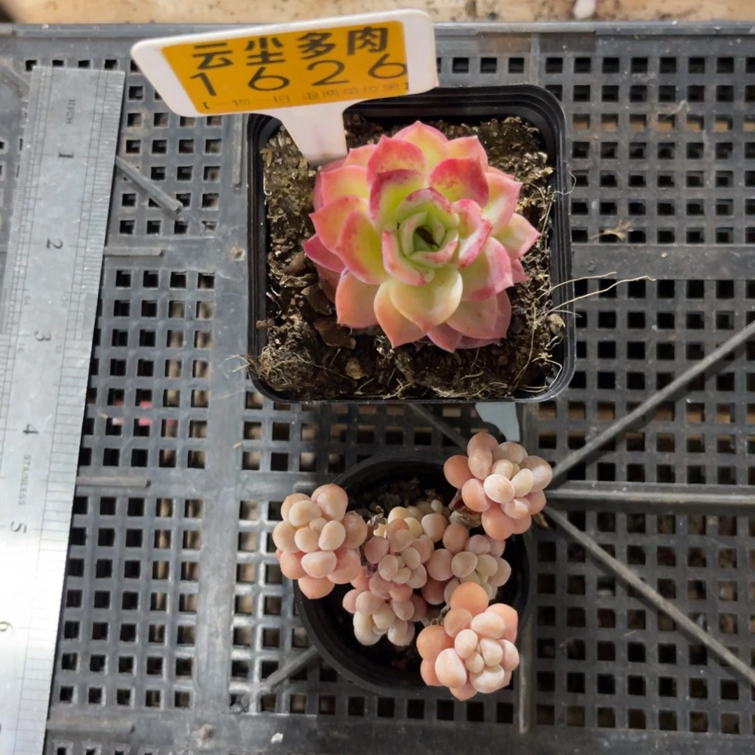 云尘多肉一物一拍1626