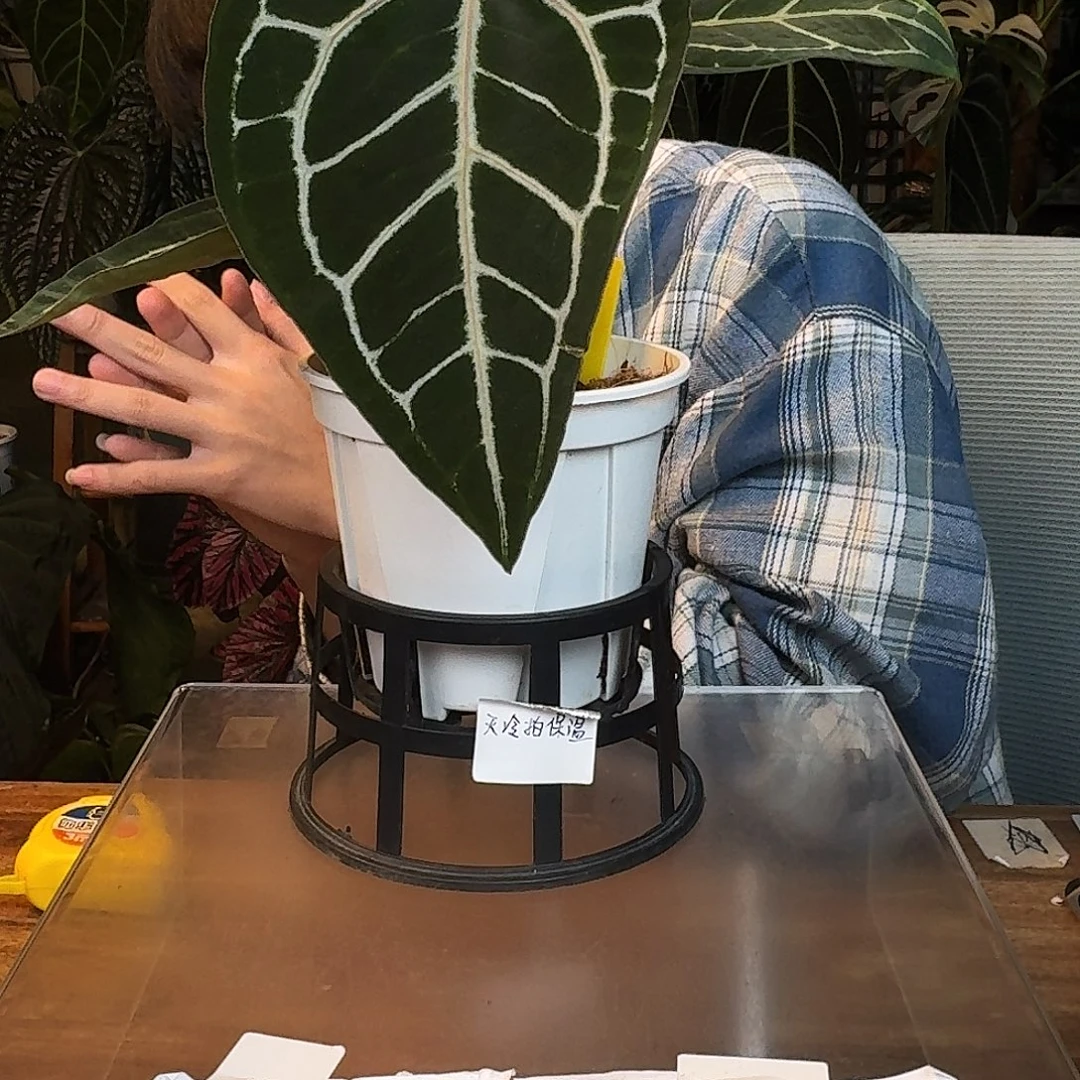完全开放R140zara杂红钻石