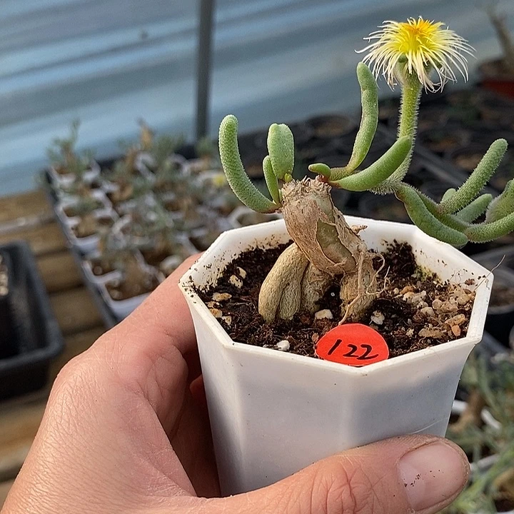 122淡清霜一一一一一一一