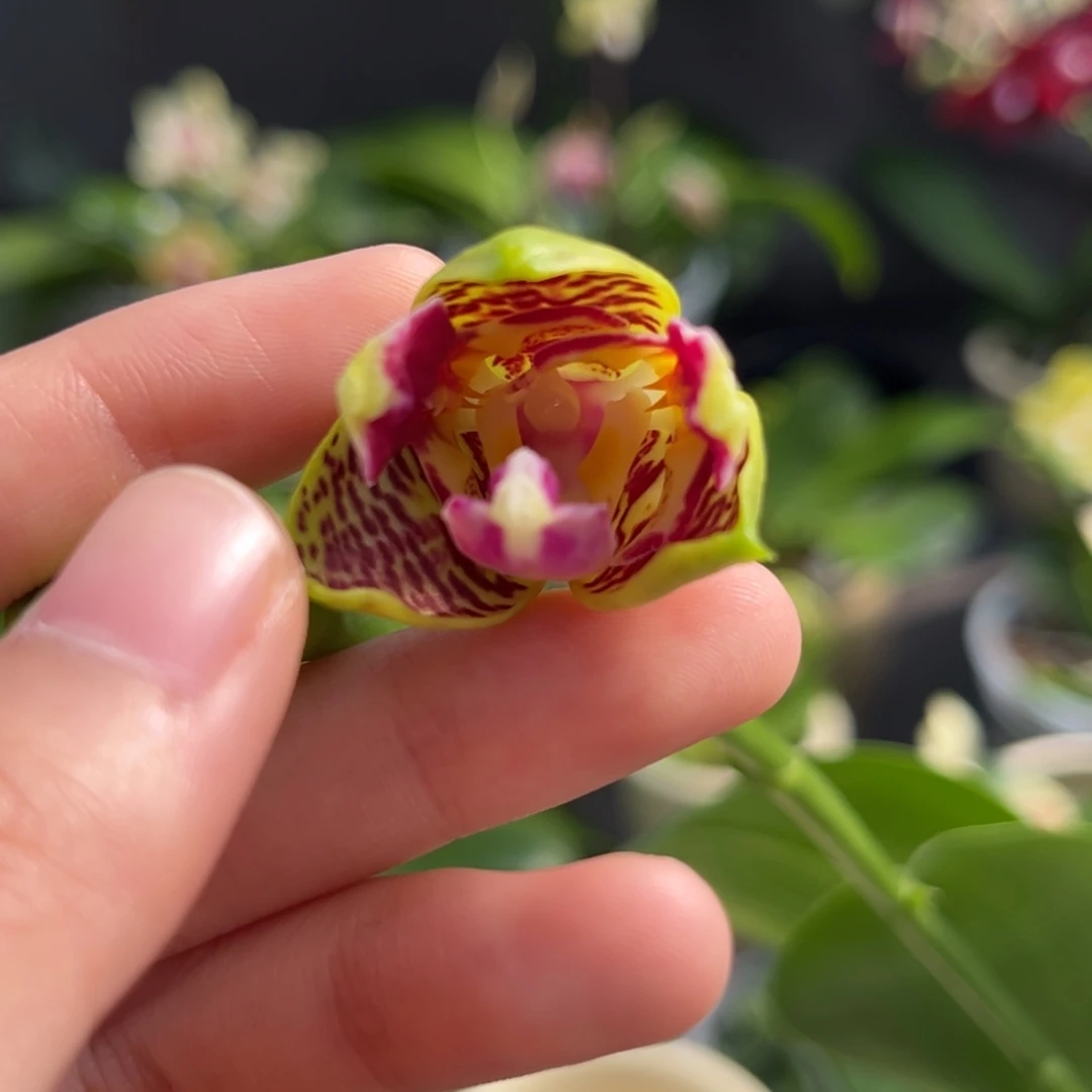 完全开放2.8寸快乐童话开花株