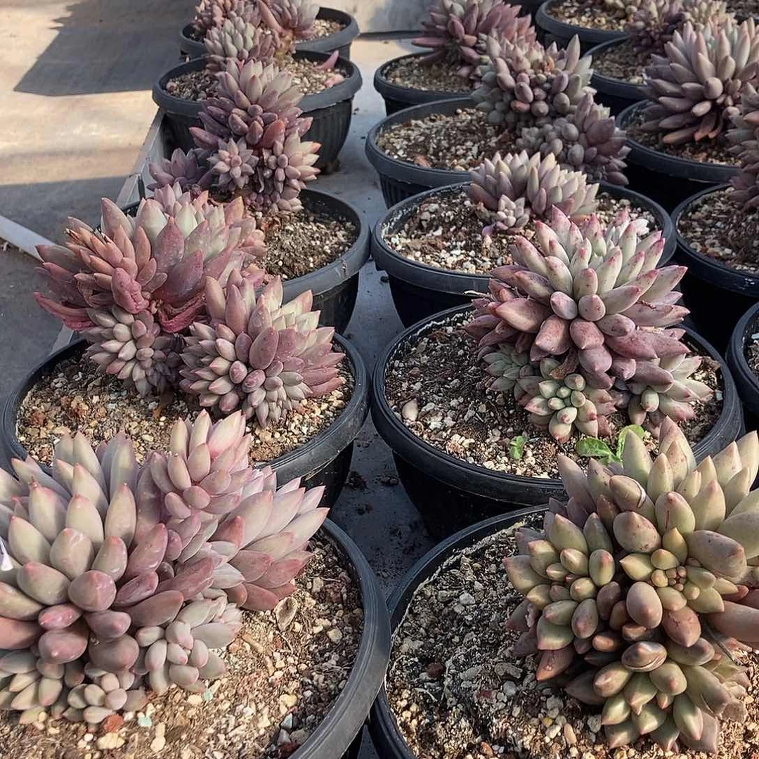 美人杂随机无砍各种