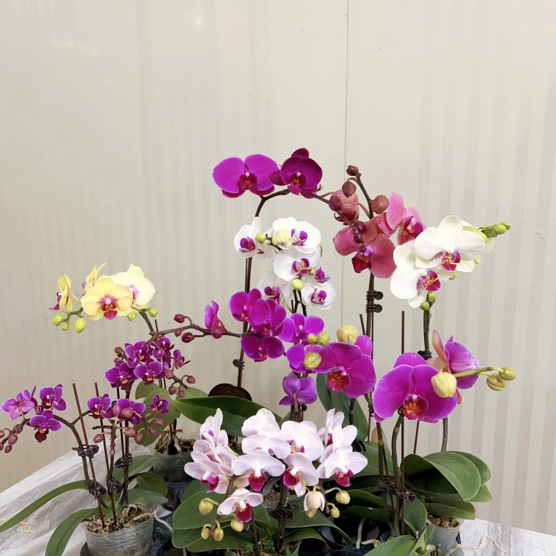 【全家福3】精品蝴蝶兰室内绿植