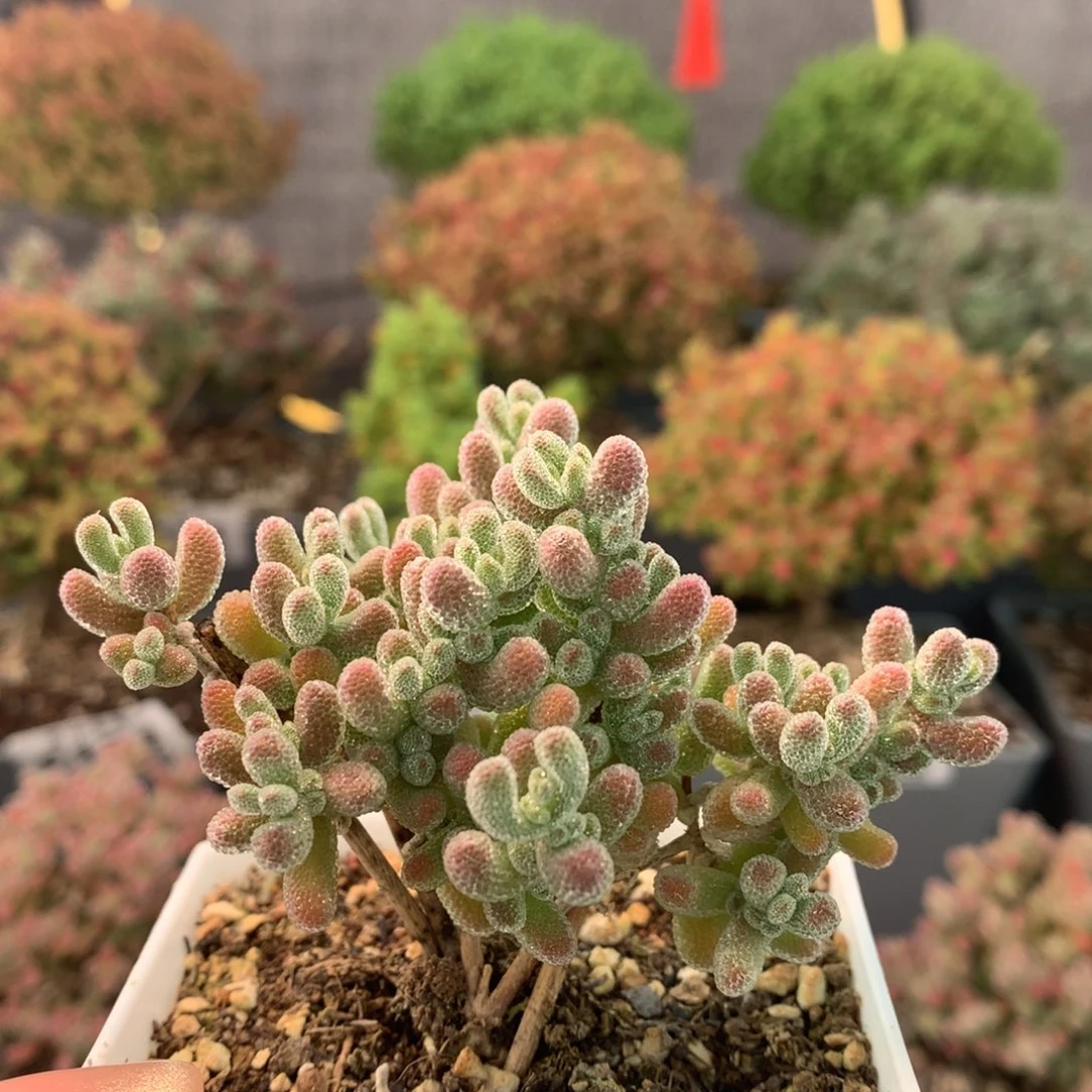 c347冰晶枝干番杏