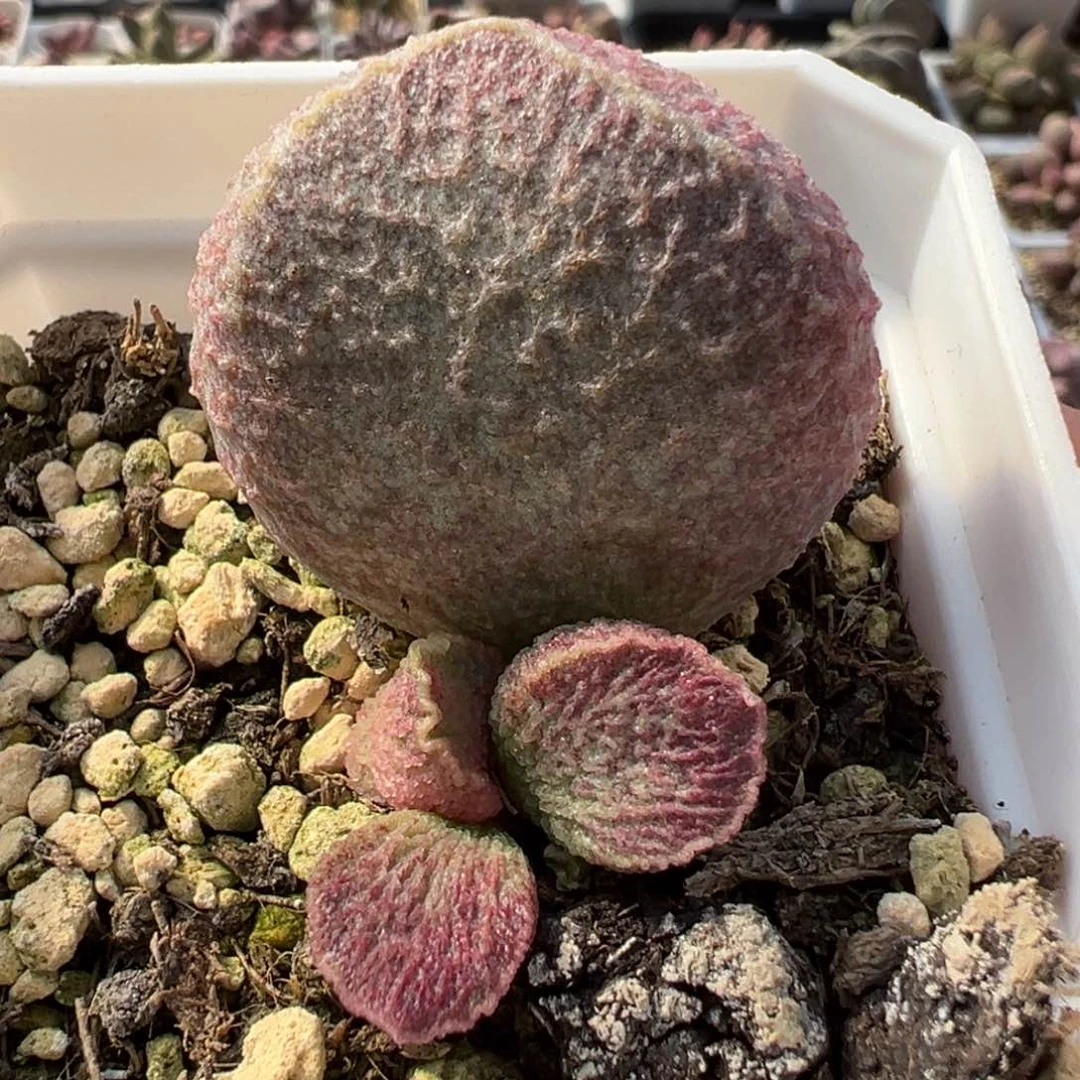 猪肝大胖母叶多肉植物水泡