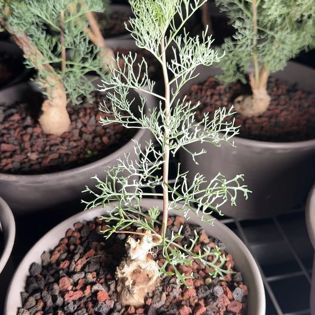 羽叶厚敦菊一个带盆特价有老whahg