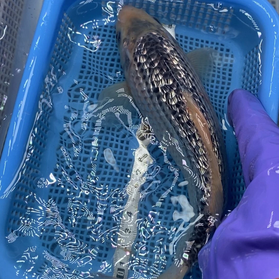 锦鲤冷水锦鲤包邮