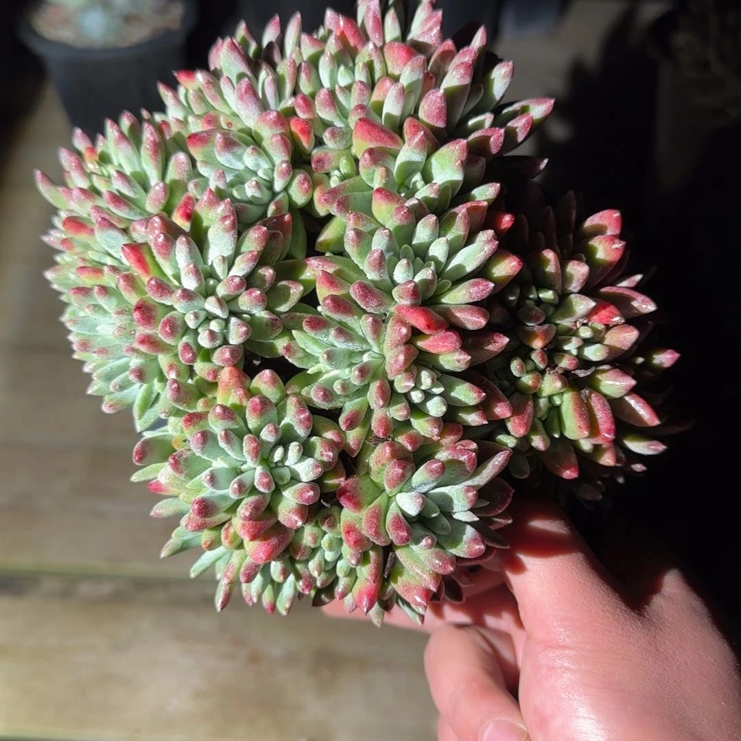 小*魚20250204多肉小鲨鱼069