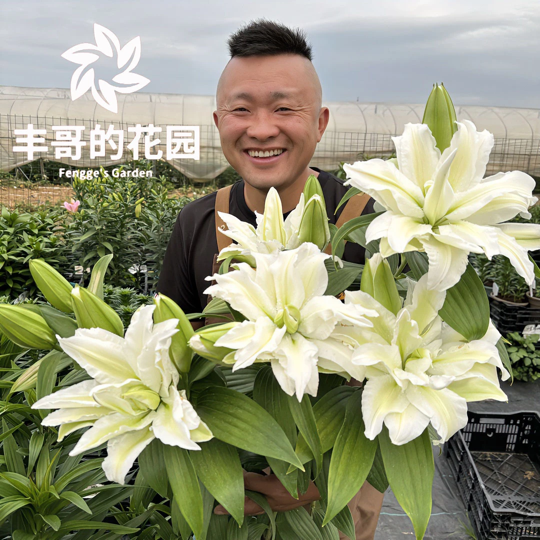《艾莎周长19/21cm》进口重瓣香水百合种球1颗