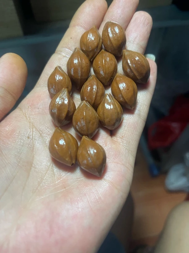 橄榄核原料素串 福利不退不换