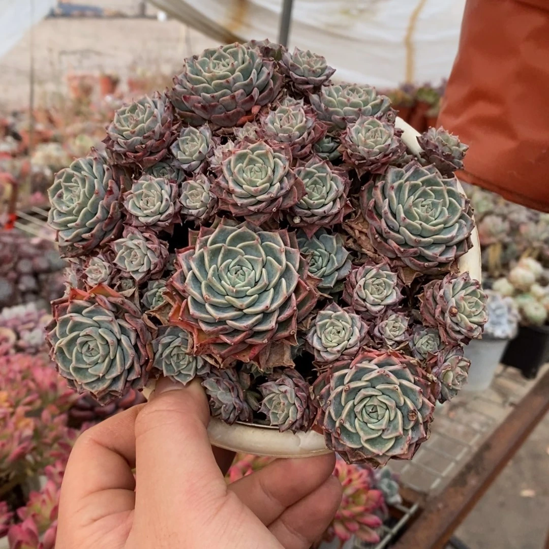 原始海滨格瑞带盆土