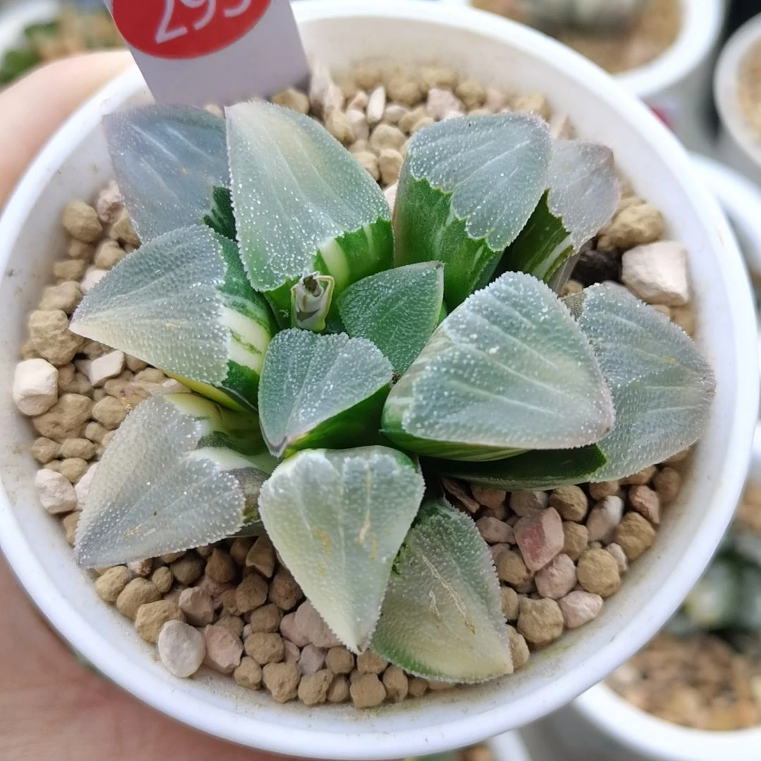 293号磨面锦一物一拍带盆土发货