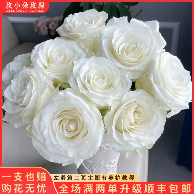 【娜欧米&白骄傲】鲜花花期持久产地直发