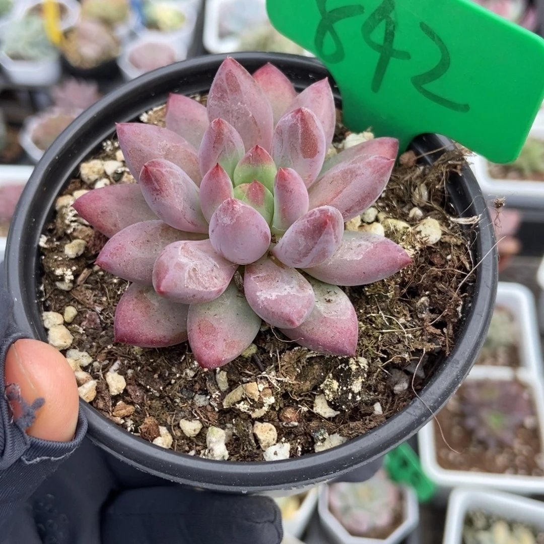 842金鱼姬多肉植物保护