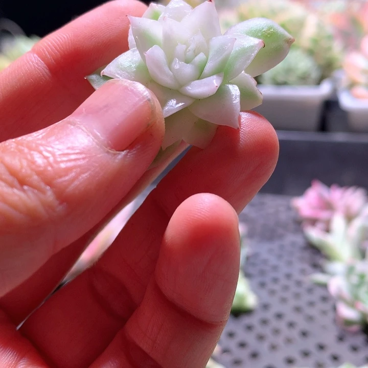 金蝉锦砍头无根无根